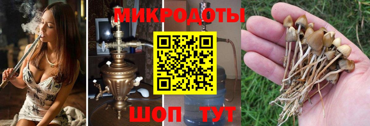 Сальск  Галлюциногенные грибы Magic Shrooms  закладки  Вход с VPN 